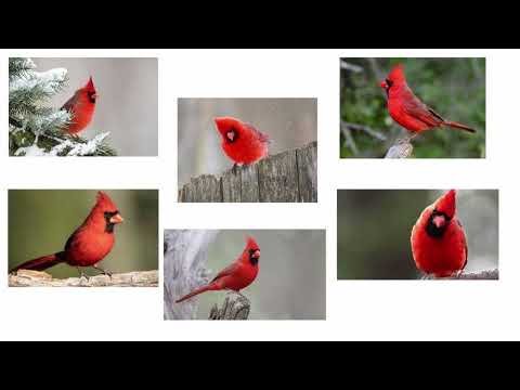 Bird Classifier using Tensorflow