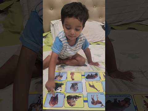 Cute Fun Learn Wild Animals With Izhaan 🙂#cute #fun #learning #animals #izhaansworld  #shorts