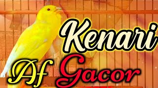 Download lagu CUITAN KENARI AF MEMANCING BUNYI KENARI STRESS MACET BUNYI mp3