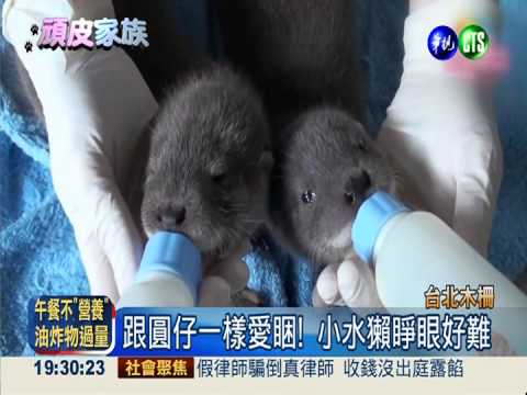 小水獺睜眼了! 活潑好動萌翻天