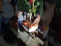 Nandi Dwaja Kunitha Kodlipet