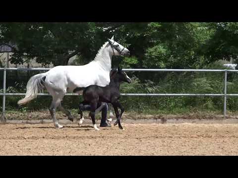 Fohlen von Cristallo x Radisson