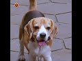 Tommy Full Movie On Youtube Rajendraprasad Sita Venumadhav Raghubabu