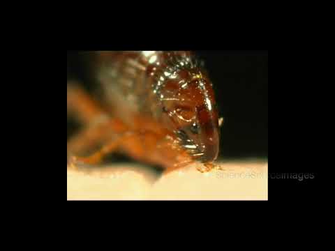 A Flea Pulsating as it Sucks Blood from a Cat, Then Pulls its Mouth Out and Walks Off