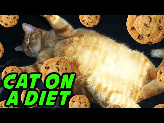 Cat on a Diet