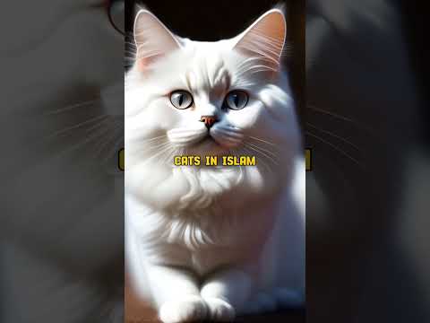 Who is the father of cats in islam #islam #cats #viral #ytshorts #ytreels #shorts @sharjilquotes