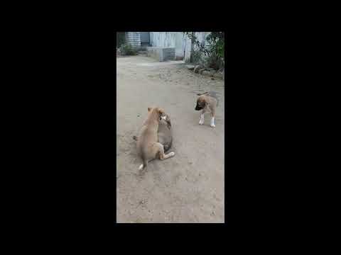 🎉🎉🐕🐕🐕🐶🐶🐶 Playing with puppys 🐕🐕🐕