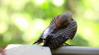 preview picture of video 'Northern Flicker, Woodpecker'