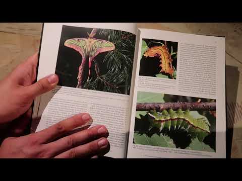 A Guide to the Breeding of Tropical Silk Moths (2011) / Frank Meister - Let's read together