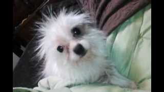 Heidi-Petfinder Yorkie x 1.5yr old, for adoption Endless Pawsibilities Rescue Southern California