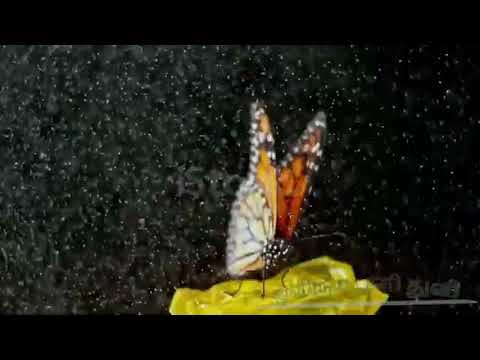 #VidiyalaiThedumVanam# web seeries part 26 olirum panithuly