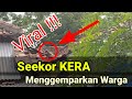 Viral KERA MASUK PEMUKIMAN WARGA Semua Warga Turun Untuk Menangkapnya