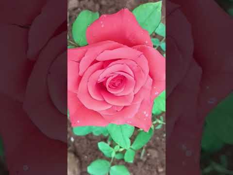 New Year Wishes #shortsfeed #vlog #shortsvideo #shorts