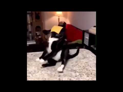Cats vs Cheese