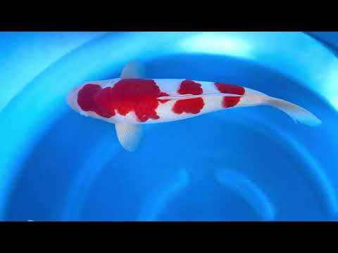 MA2-23 JKS Momotaro Auction: 2Y Male Kohaku 56 cm