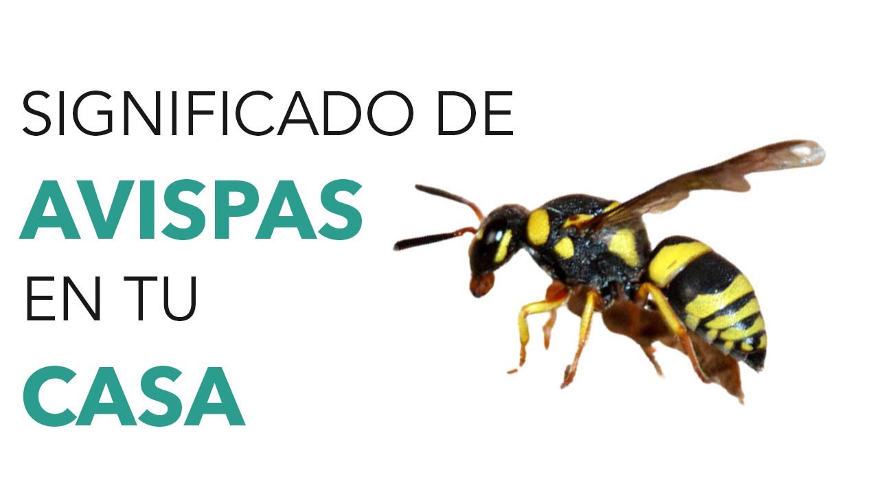 Significado de AVISPAS en tu CASA 😮 ¿Qué indica este acontecimiento