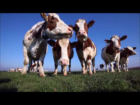 Koeien genieten als ze naar buiten mogen