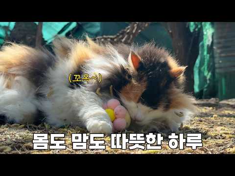 봄 맞이 마당 꾸미기 그리고 사랑 받고 사는 고양이들의 모습