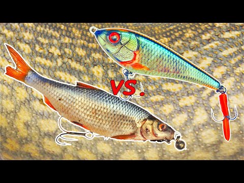 bait fish pike or artificial bait