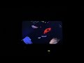 Opening To Loser 2000 VHS