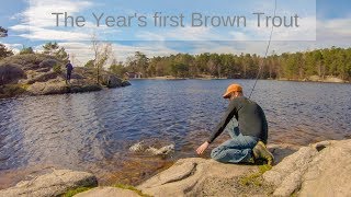 The Year's First - Brown Trout of Kristiansand, Norway