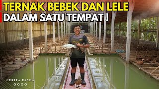 Download lagu POLISI INI TERNAK BEBEK PETELUR DAN LELE DALAM SATU KANDANG BISA UNTUNG 2 KALI LIPAT | CERITA USAHA mp3