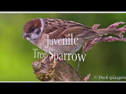 Busy Feeders in May 2020 thumbnail