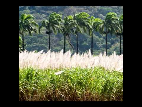 Brisco Brothers - Sugar Cane