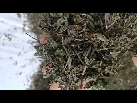 Spearmint Leaves -  Mentha Spicata