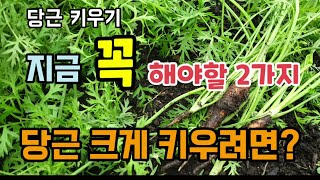 당근키우기 지금 당근에 꼭 해야할 2가지 당근 크게 키우는 방법 당근재배방법 당근웃거름 당근솎아주기 당근재배…