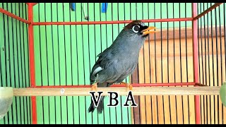 Download lagu SUARA PANCINGAN POKSAY MANDARIN, BIKIN POKSAY ANDA SEKETIKA NYAUT mp3 Download lagu SUARA PANCINGAN POKSAY MANDARIN, BIKIN POKSAY ANDA SEKETIKA NYAUT mp3