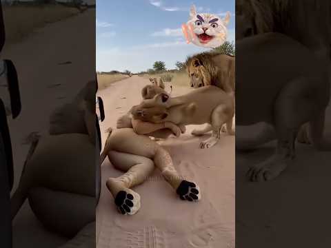 Amazing vidio | lions prank..#funnyanimals #shortvideo