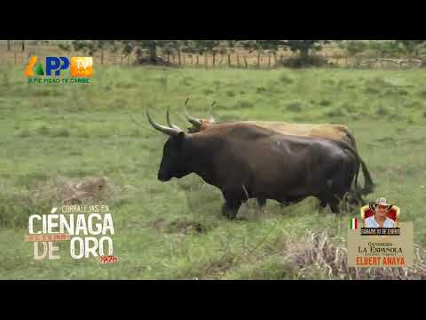 Los Españoles para Ciénaga de Oro 2026.