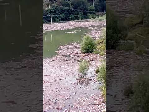 Poiana Teiului după viitura uitați cum arată.