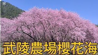 [問卦] 武陵農場今年的櫻花海是不是很好看呢