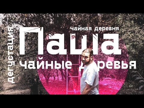 Паша Ешэн Хун Ча (дикорастущий чай из деревни Паша)