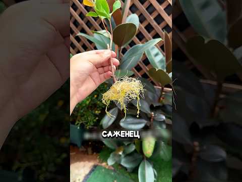 Перед обрезкой дерева сделайте ЭТО и получится саженец✅ #дача #сад #огород