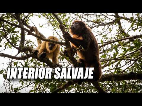 PARAMOS A HACER SOMBRA… Y NOS MIRABAN DESDE ARRIBA 😳🐒