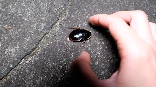 丸いゴキブリ食べてみた
