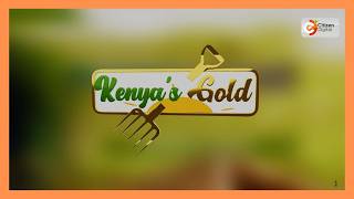 Kenya's Gold chat | Pesticides in Kenya [Part 1]
