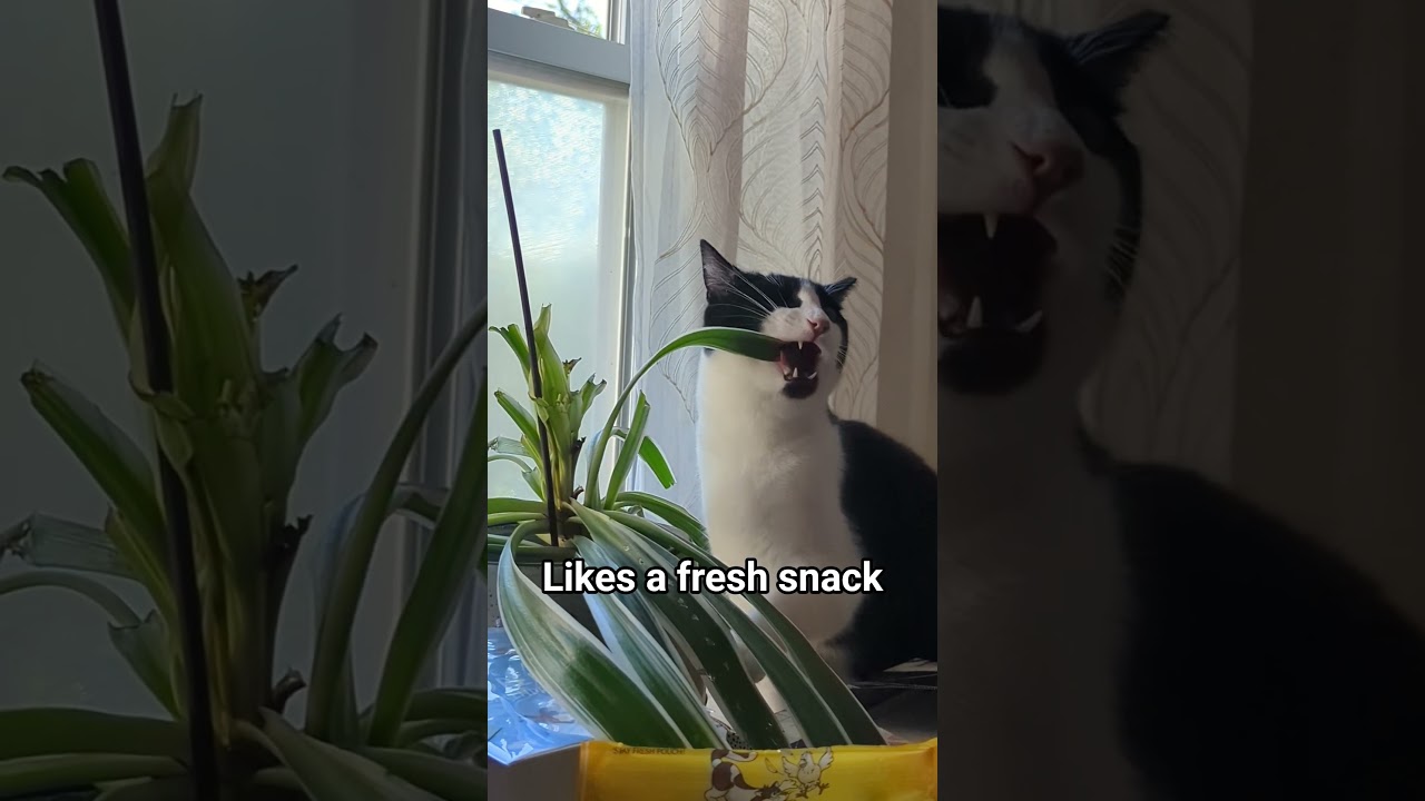 Enlarge Killua, a Adoptable Domestic Short Hair in Cohoes, NY video 3/6