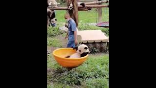 Download lagu Gấu trúc #panda #pandatiktok #petsoftiktok #pandalover #shorts #tiktok mp3