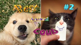 ЛУЧШИЕ ПРИКОЛЫ 2018 НОЯБРЬ | Best coub animal #2 | Смешная подборка приколов про животных