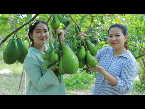 Picking Avocano At My Sister's Farm For Dessert