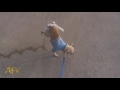 Dog Pees While Doing A Handstand Dog AFV