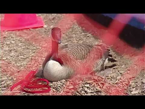 Our Toronto: This Mother Goose Rocks | CBC Toronto