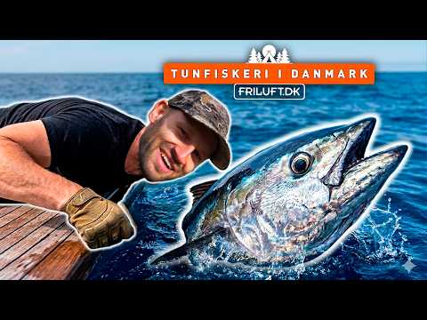 Tunfisken er TILBAGE i Danmark efter 50 år! 🐟