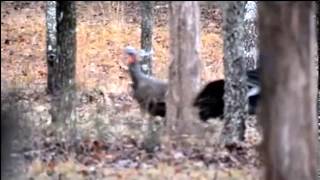 3 Wild Turkey Playing Ring Around The Rosie