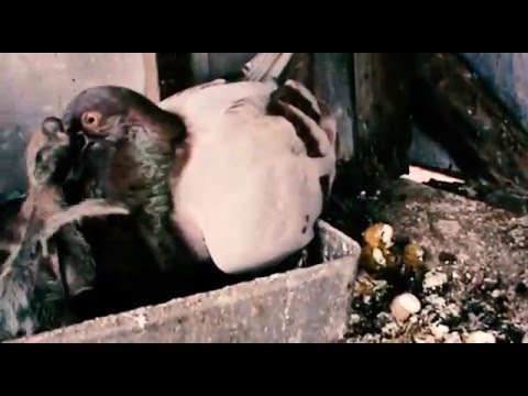 LA CICLONA - JAHZARA X HEFZIBA (OFFICIAL MUSIC VIDEO)