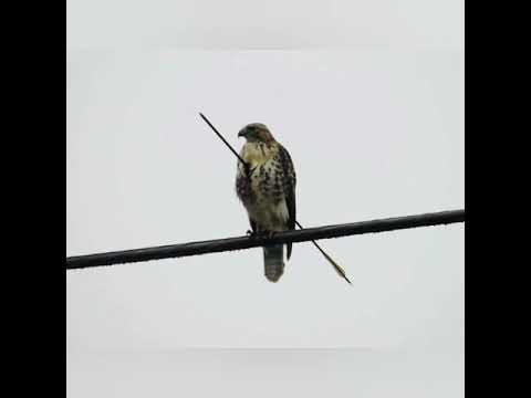 Nkauj tu siab heev - Cover by Tub_Ntsuag